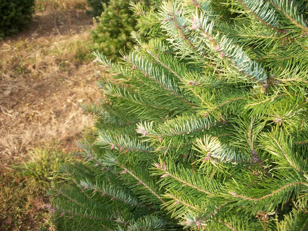About Our Christmas Trees Evergreen Valley Christmas Tree Farm Cut